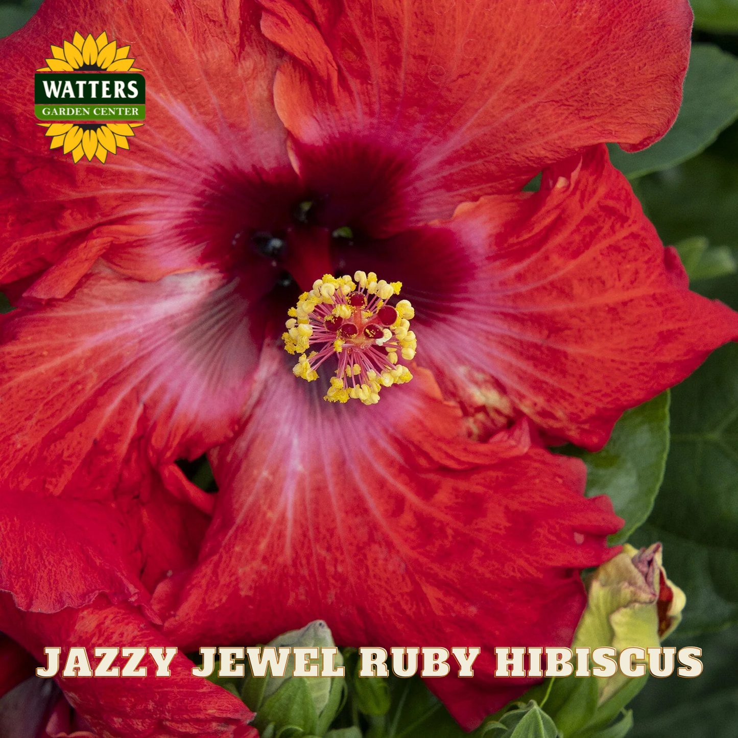 Close-up of a red hibiscus flower with 'Watters Garden Center' logo and text.