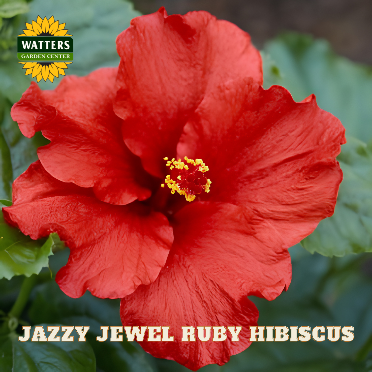 Red hibiscus flower with 'Watters Garden Center' logo and text overlay.