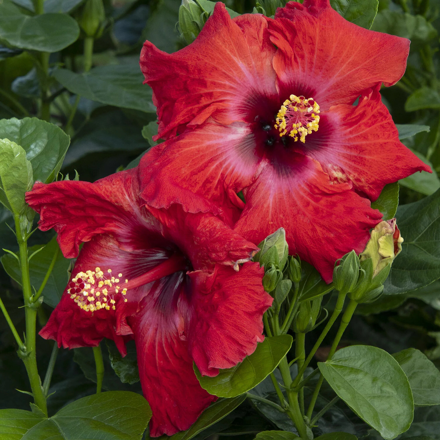 Close-up of two vibrant red flowers with green leaves in the background