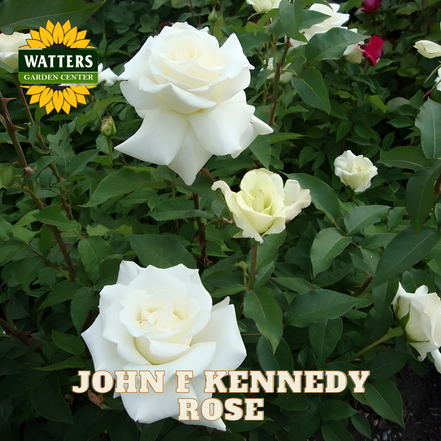 White roses with green leaves and Watters Garden Center logo.