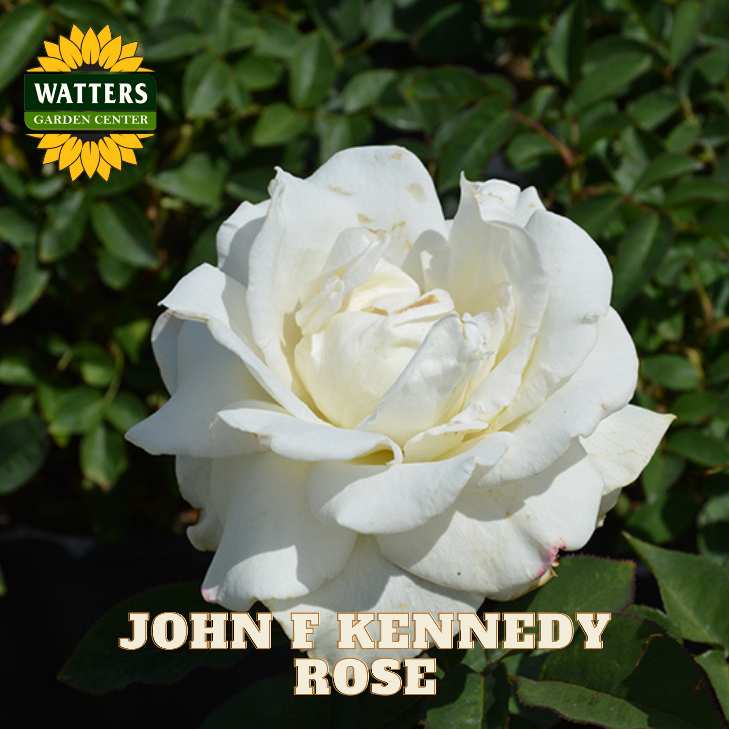 White rose with 'Watters Garden Center' and 'John F. Kennedy Rose' text.