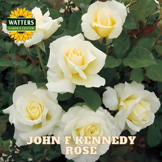 White roses with green leaves and Watters Garden Center logo.
