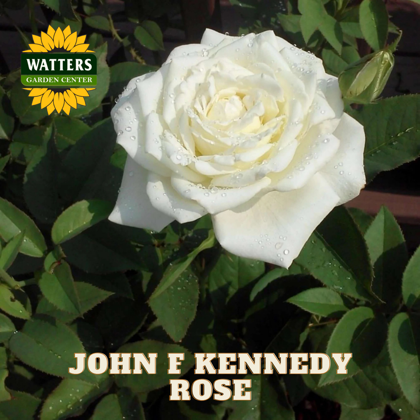 White rose with water droplets on leaves, surrounded by green foliage, with Watters Garden Center logo.