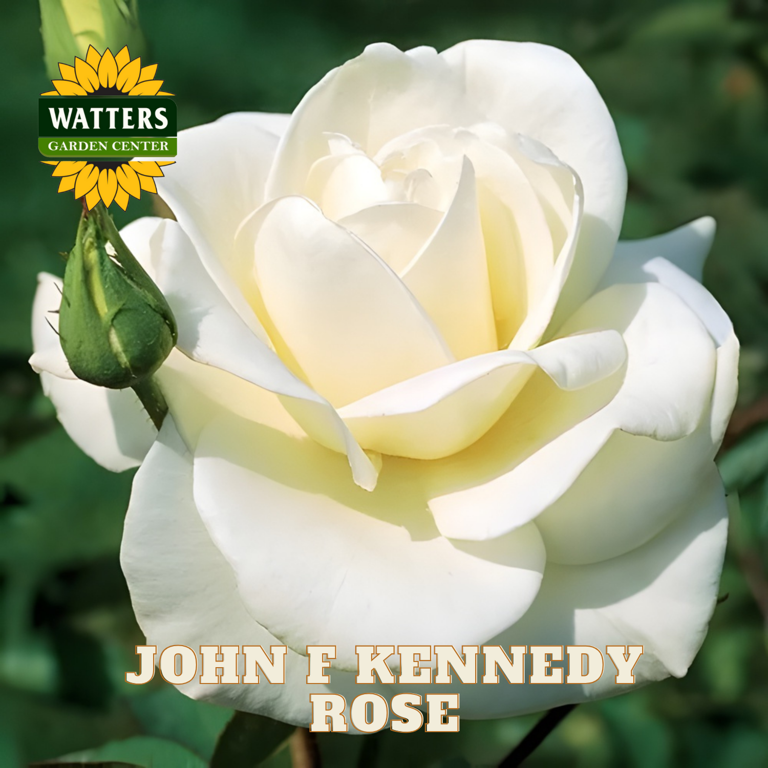 White rose with a bud on a green background, featuring Watters Garden Center logo.