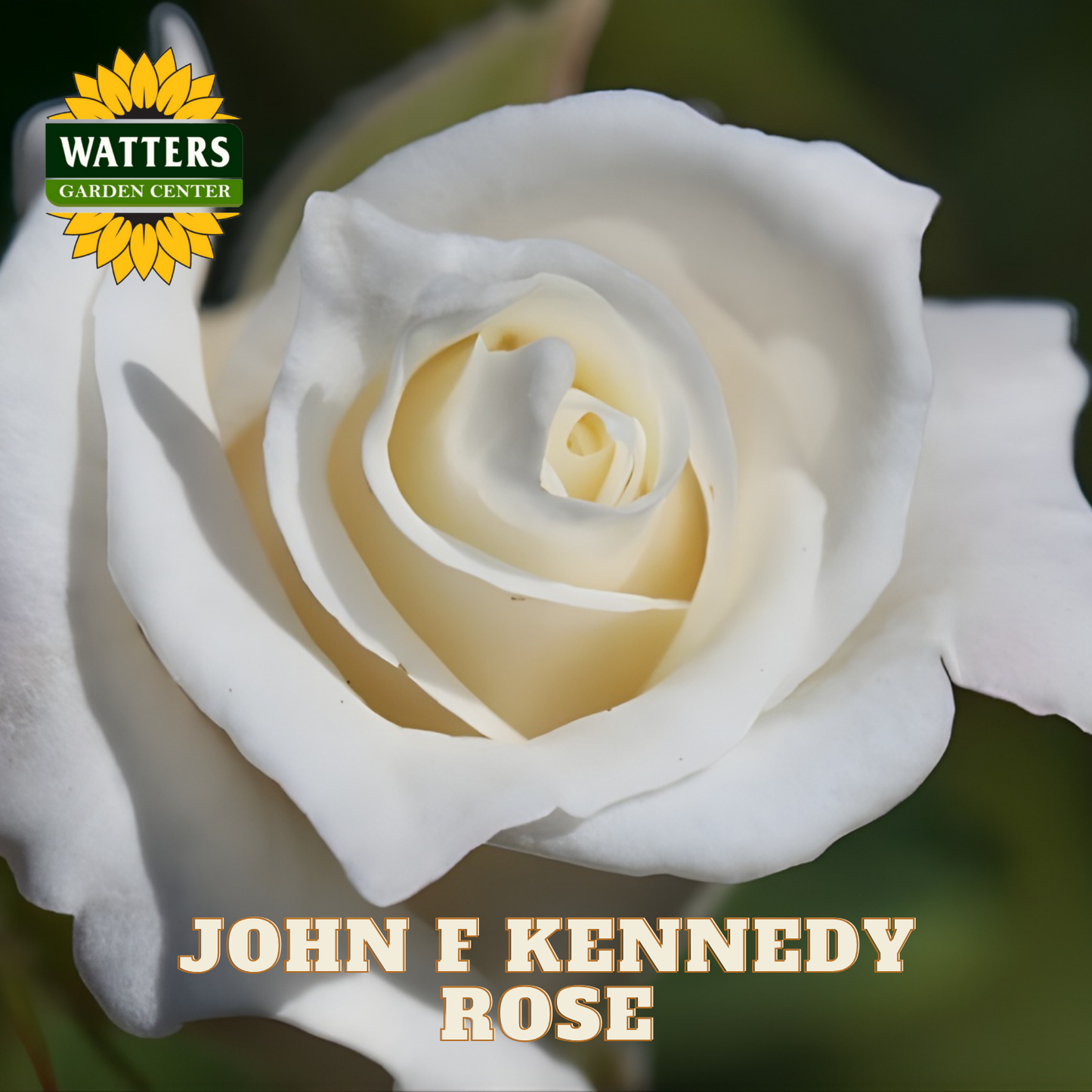 Close-up of a white rose with 'Watters Garden Center' logo and 'John F Kennedy Rose' text.