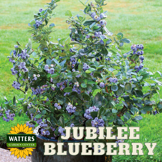 JUBILEE BLUEBERRY 2gal