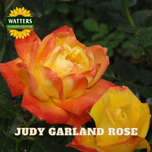 JUDY GARLAND ROSE 3gal - Preorder