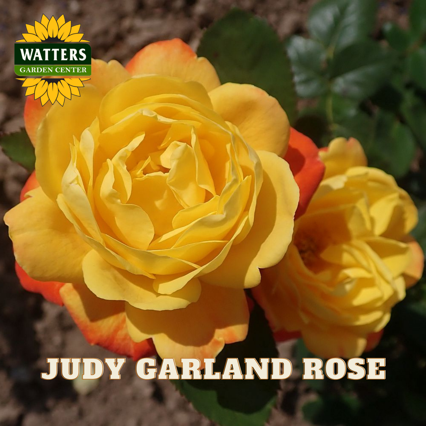 JUDY GARLAND ROSE 3gal - Preorder