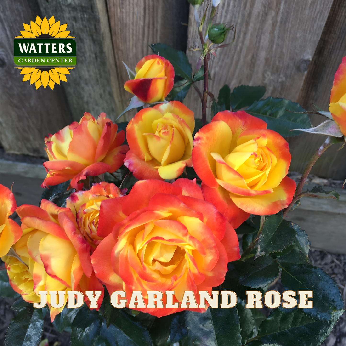 JUDY GARLAND ROSE 3gal - Preorder