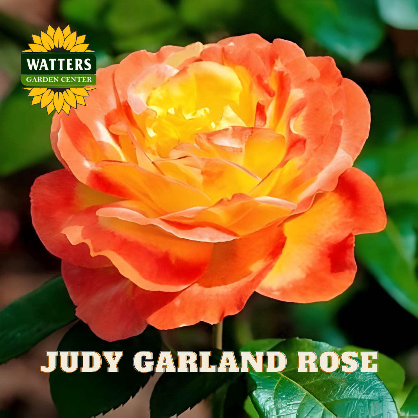 JUDY GARLAND ROSE 3gal - Preorder