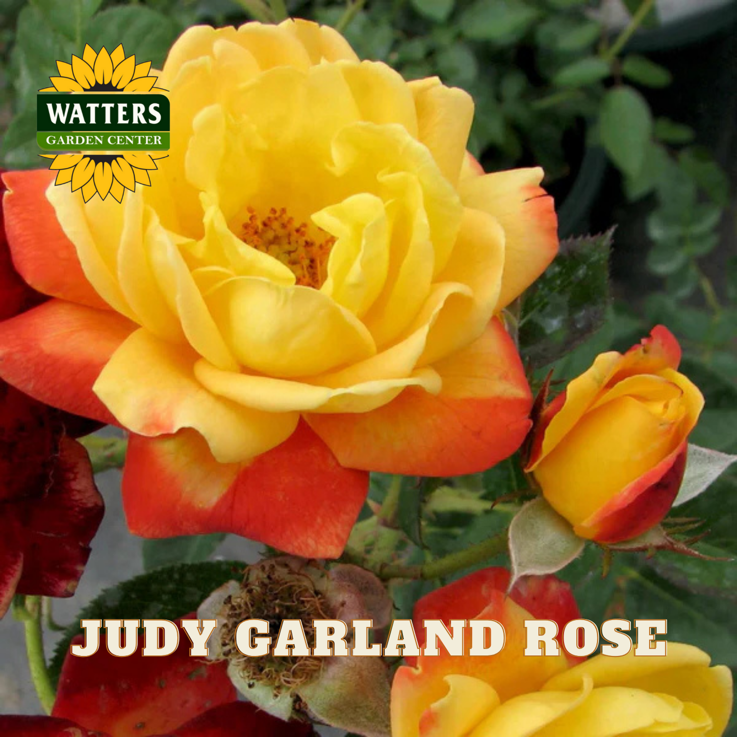 JUDY GARLAND ROSE 3gal - Preorder