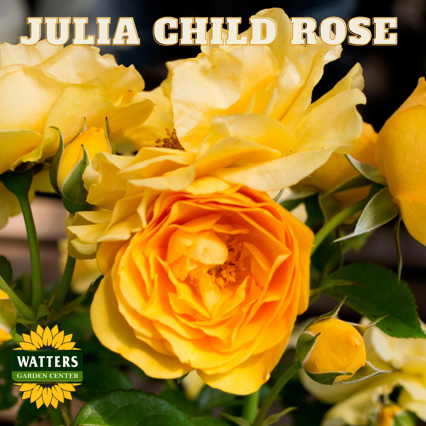 JULIA CHILD ROSE 3GAL - Preorder
