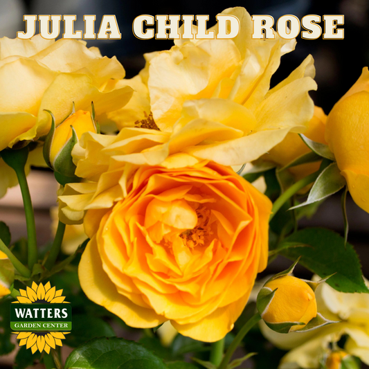 JULIA CHILD ROSE 3GAL - Preorder