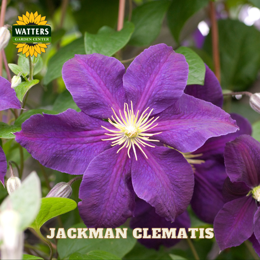 JACKMAN CLEMATIS 1gal
