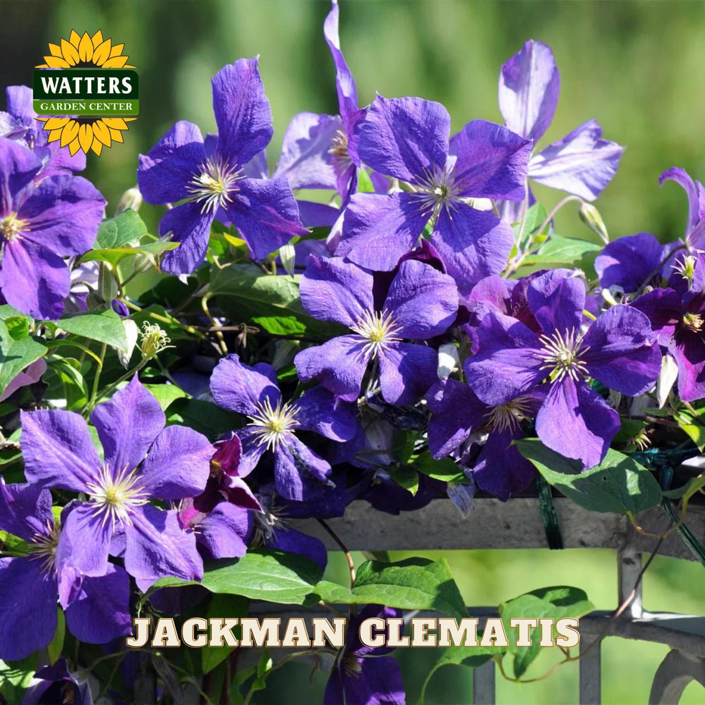 JACKMAN CLEMATIS 1gal
