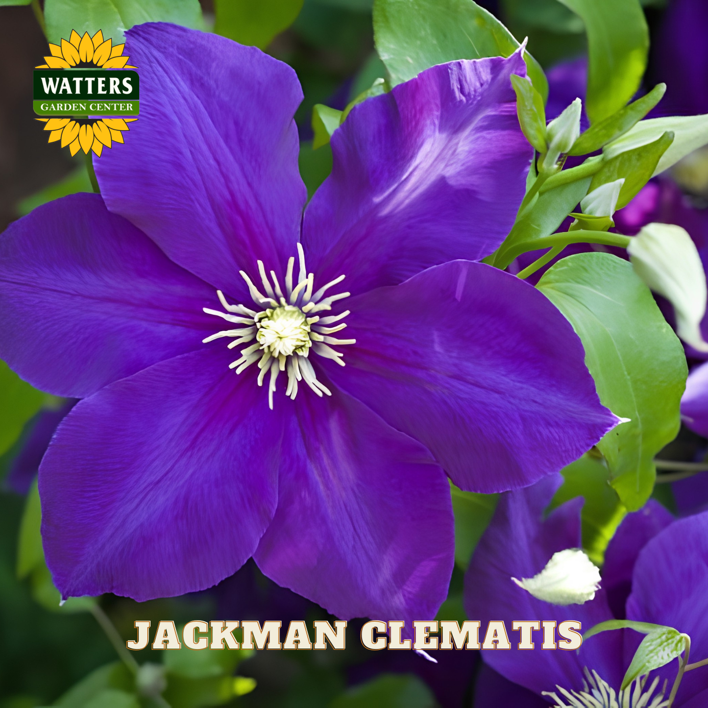 JACKMAN CLEMATIS 1gal
