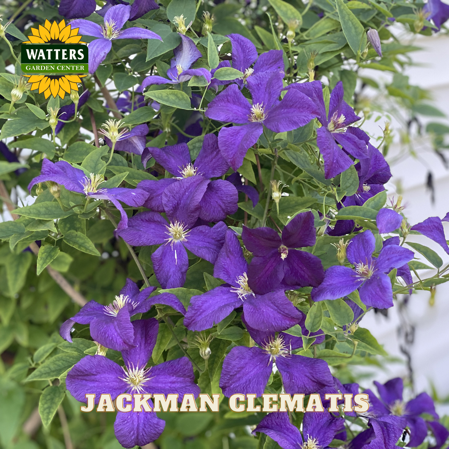 JACKMAN CLEMATIS 1gal