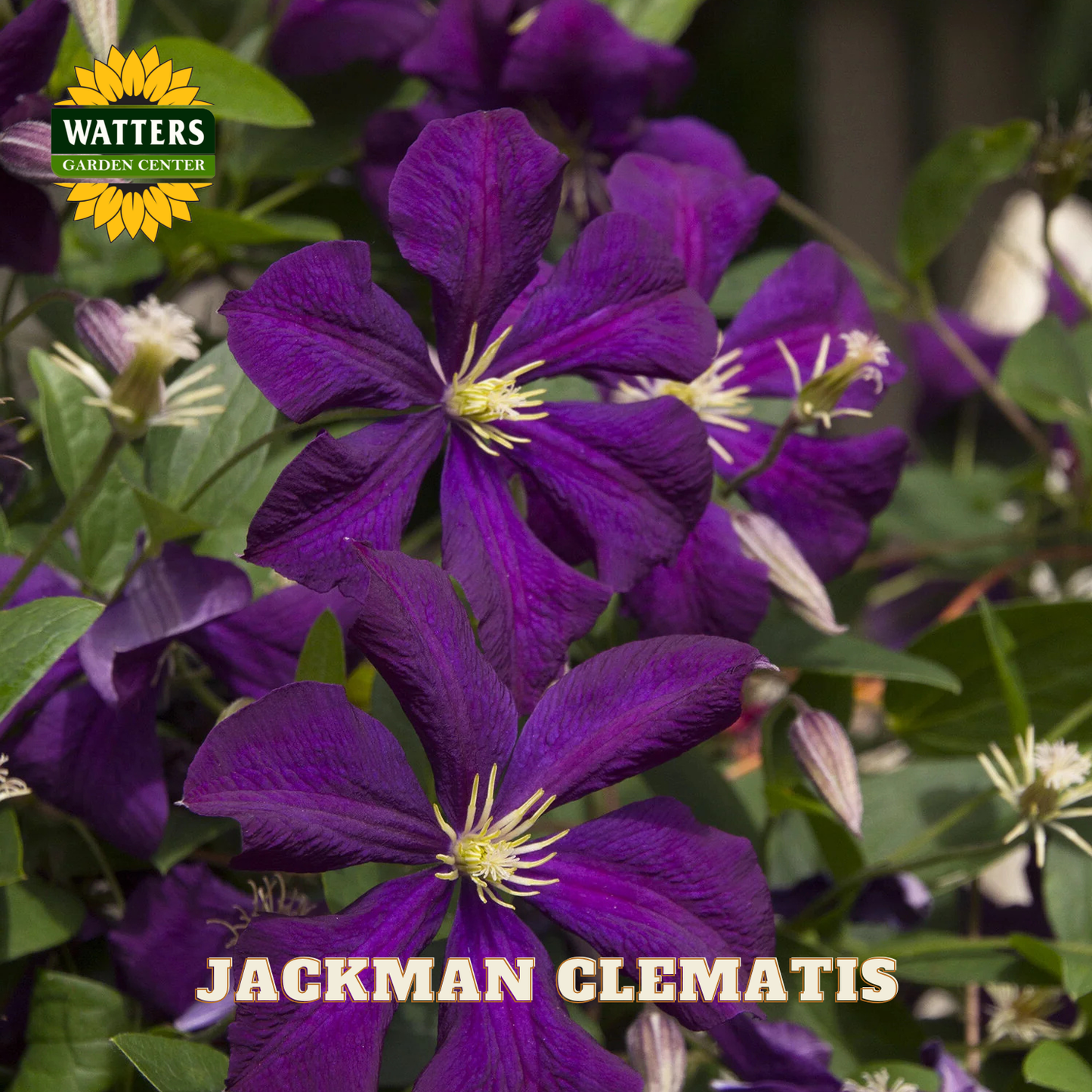 JACKMAN CLEMATIS 1gal