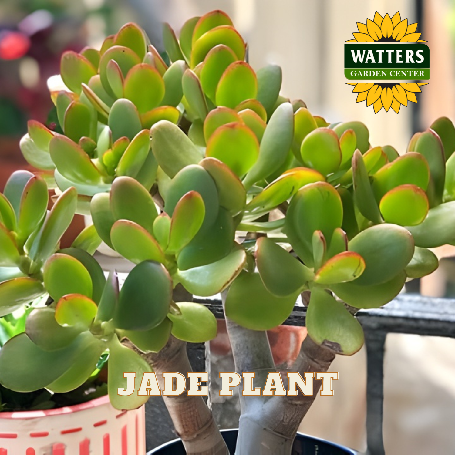Jade plant in a pot with Watters Garden Center logo in the corner