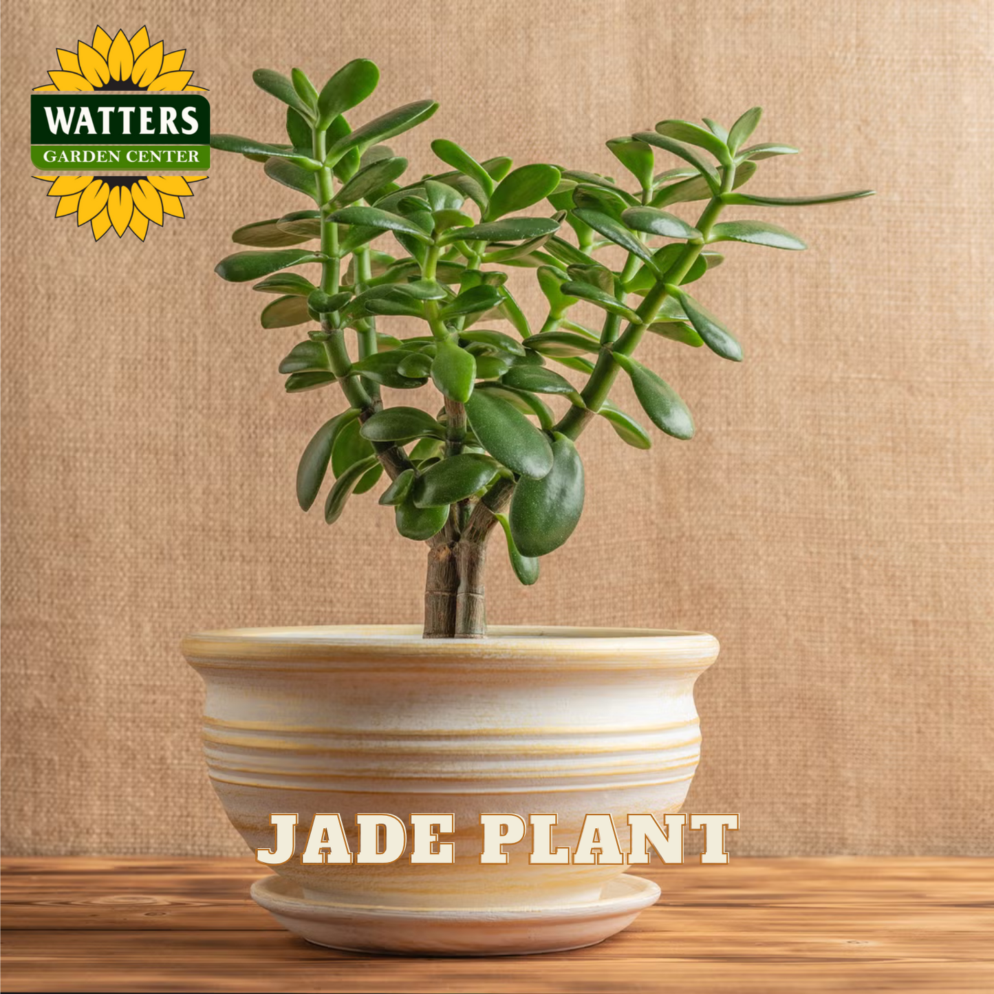 Potted jade plant on a wooden surface with Watters Garden Center branding.