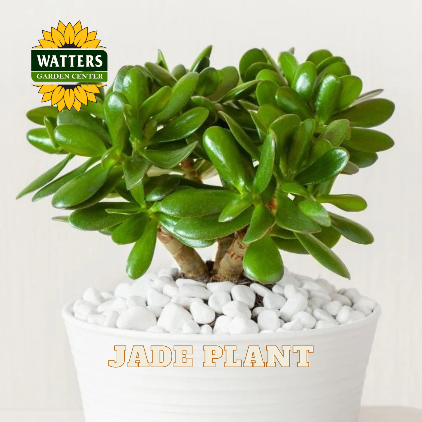 Potted jade plant with Watters Garden Center logo on a light background