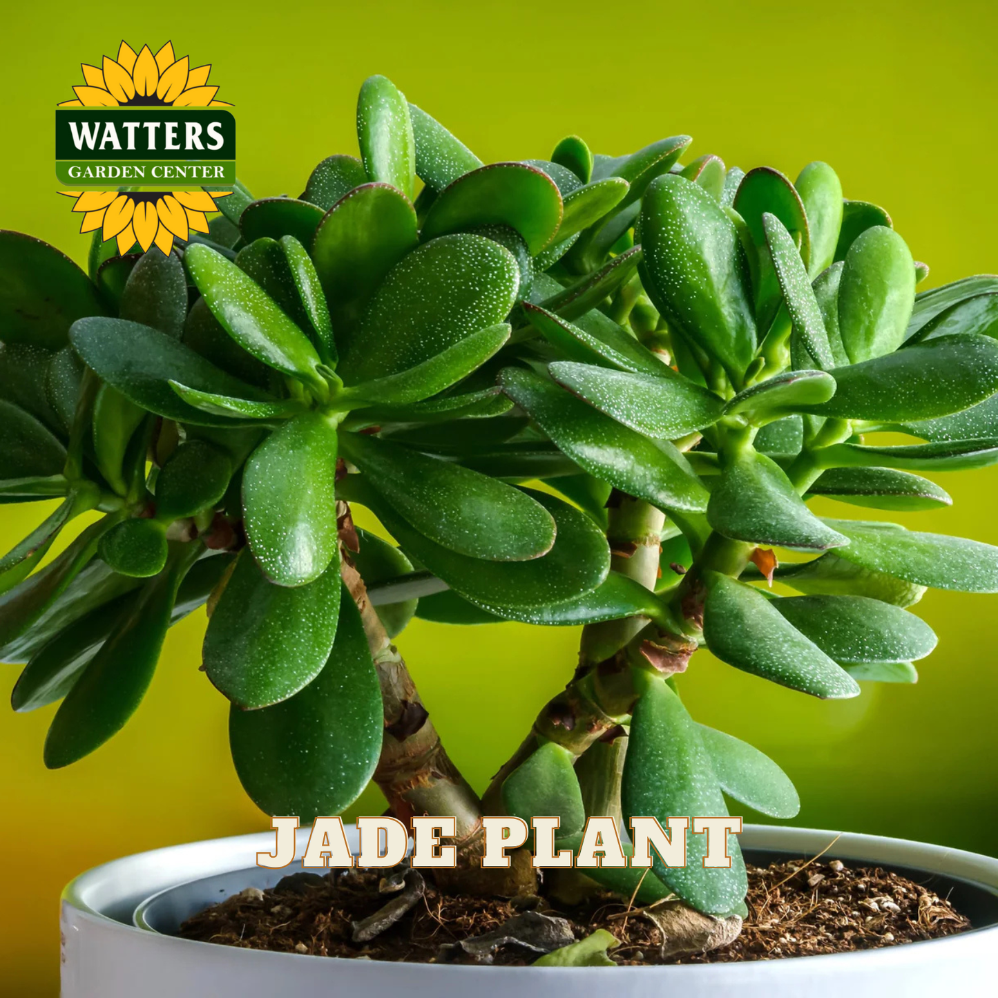 Potted jade plant with Watters Garden Center logo on a green background