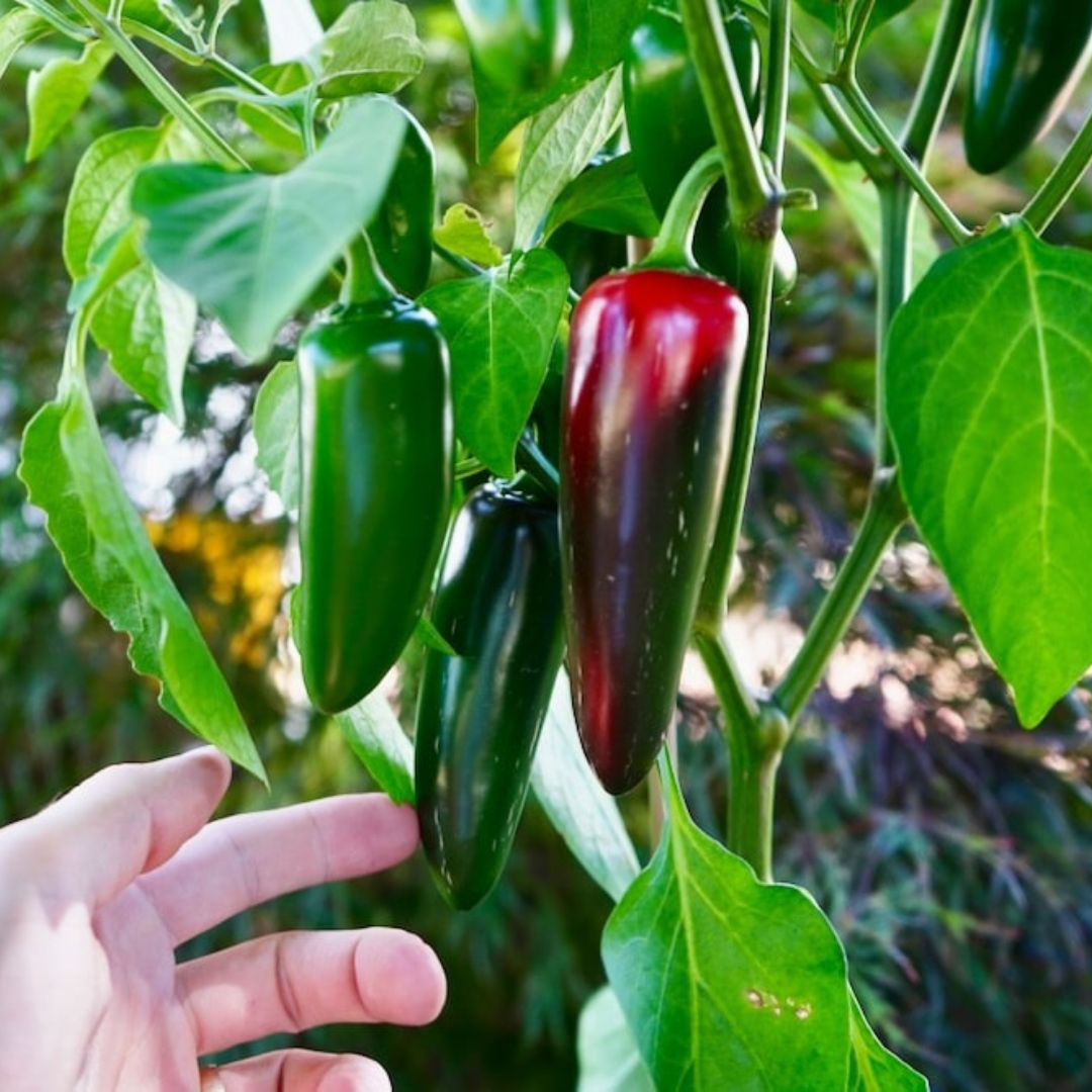 Jalapeno Pepper - Pre Order