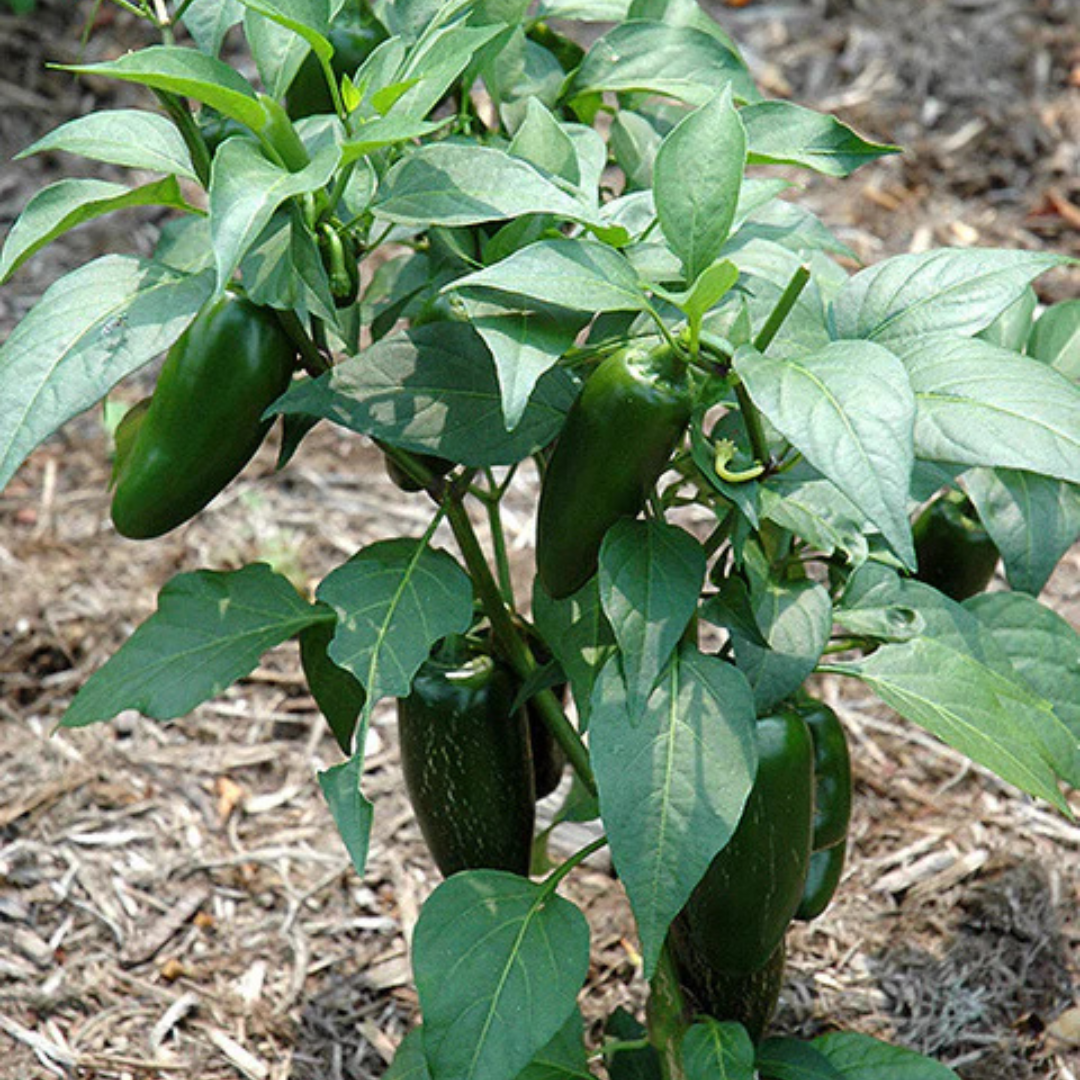 Jalapeno Pepper - Pre Order