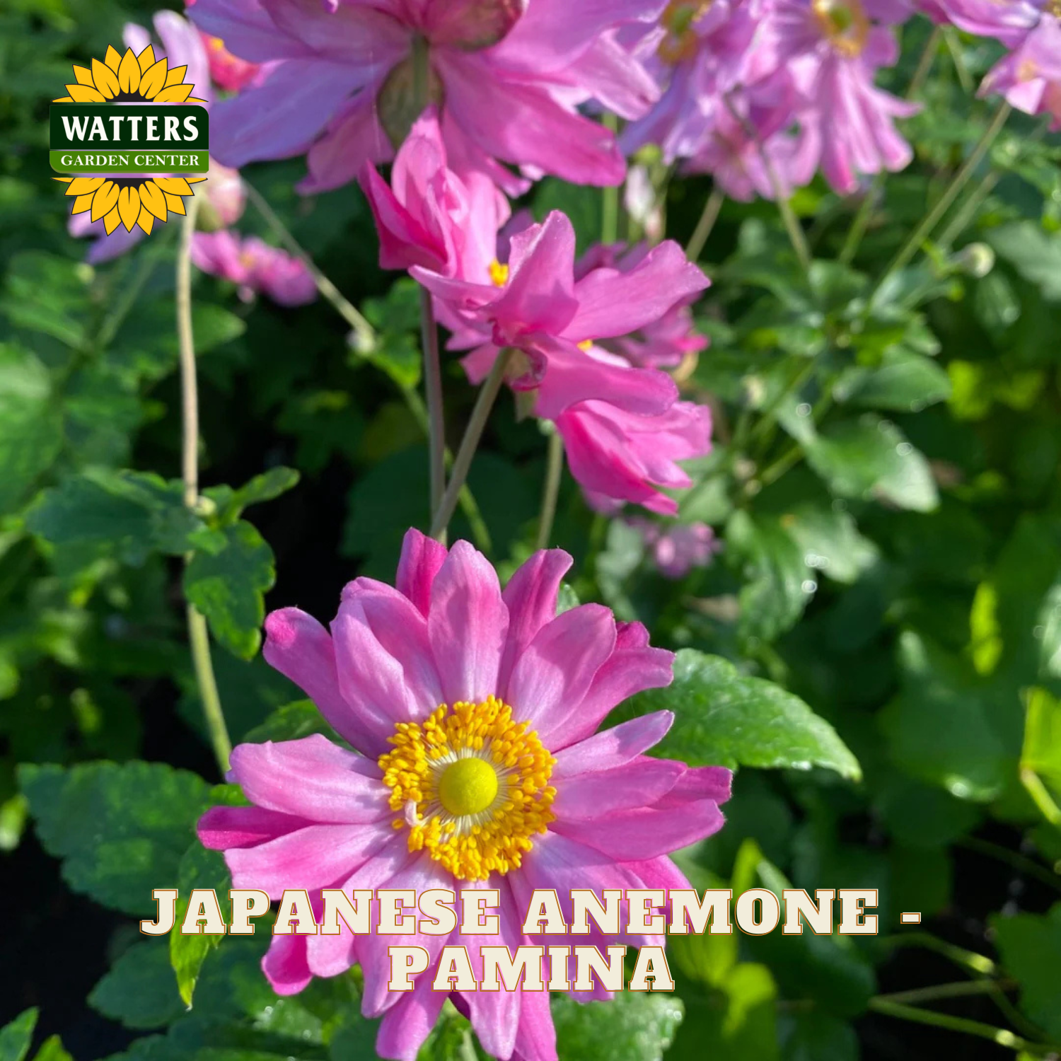 Pink Japanese anemone flowers with yellow centers growing in a garden setting, with the text 'JAPANESE ANEMONE - PAMINA' and a 'WATTERS GARDEN CENTER' logo visible.