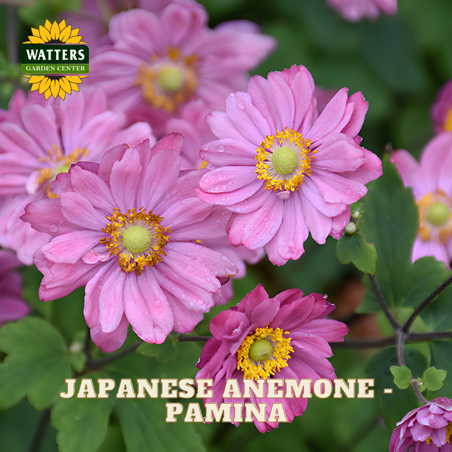 Pink Japanese anemone flowers with yellow centers blooming among green leaves, with the text 'JAPANESE ANEMONE - PAMINA' and a 'WATTERS GARDEN CENTER' logo.