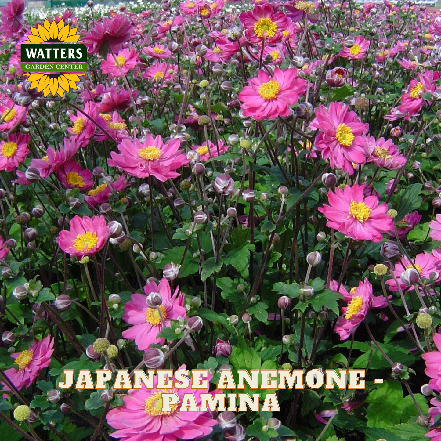 Pink anemone flowers with yellow centers and green leaves in a natural garden setting.