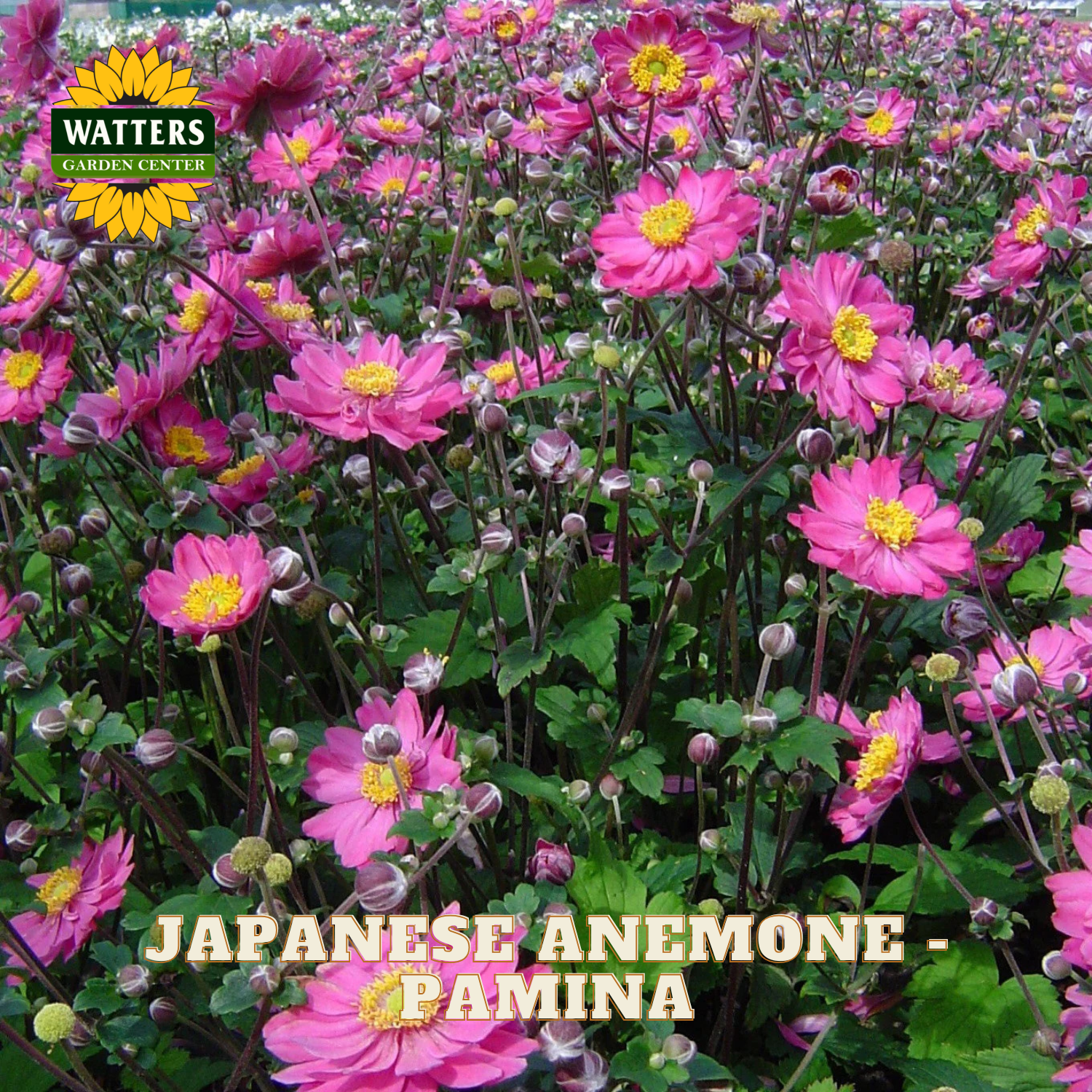 Pink anemone flowers with yellow centers and green leaves in a natural garden setting.