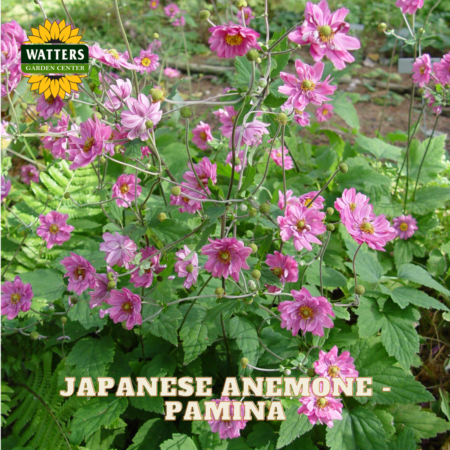 A live plant of Japanese Anemone 'Pamina' featuring vibrant pink flowers and green foliage, shown in a garden setting with a Watters Gardening Centre logo and text overlay.