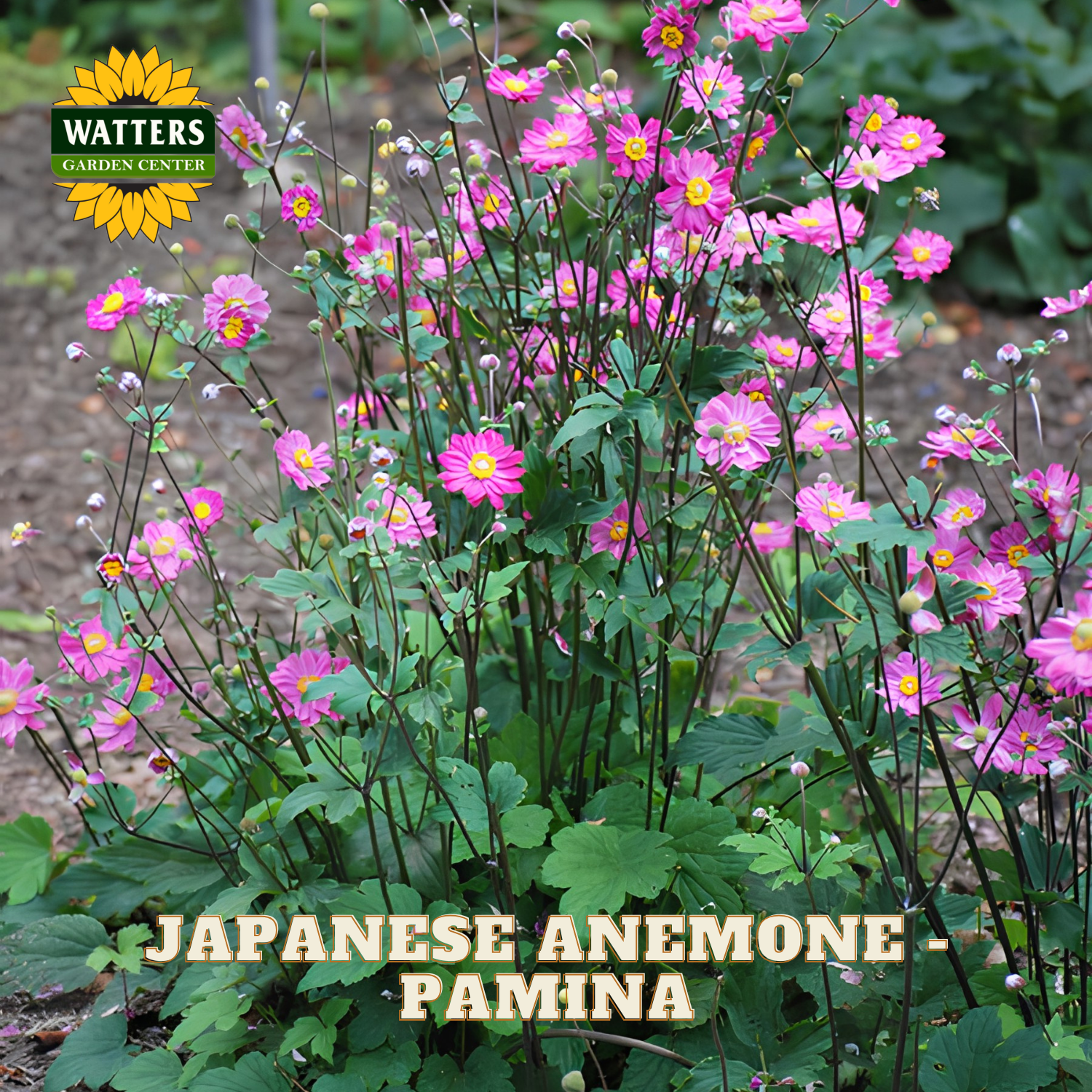 A cluster of Japanese anemone flowers in shades of pink and magenta with yellow centers and green foliage, growing outdoors. Text overlays read 'JAPANESE ANEMONE - PAMINA' and a 'WATTERS GARDEN CENTER' logo appears in the top left.