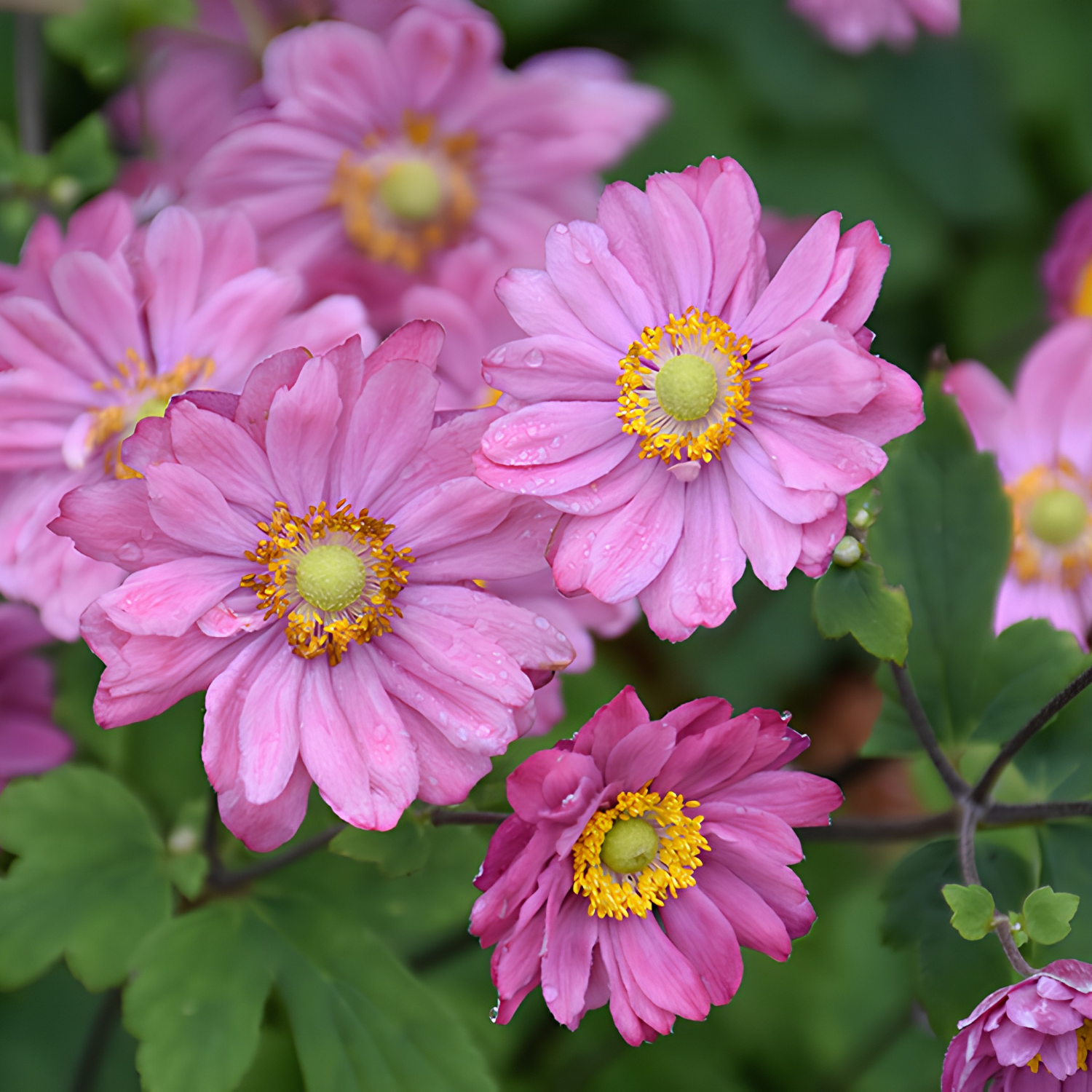 Pink anemone flowers with yellow centers and green leaves in a natural garden setting.