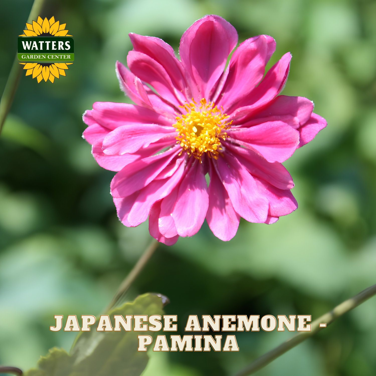 A single pink Japanese anemone flower with a yellow center in bloom, photographed outdoors against a soft green leafy background. The text 'WATTERS GARDEN CENTER' appears in the top left, and 'JAPANESE ANEMONE - PAMINA' is printed at the bottom.