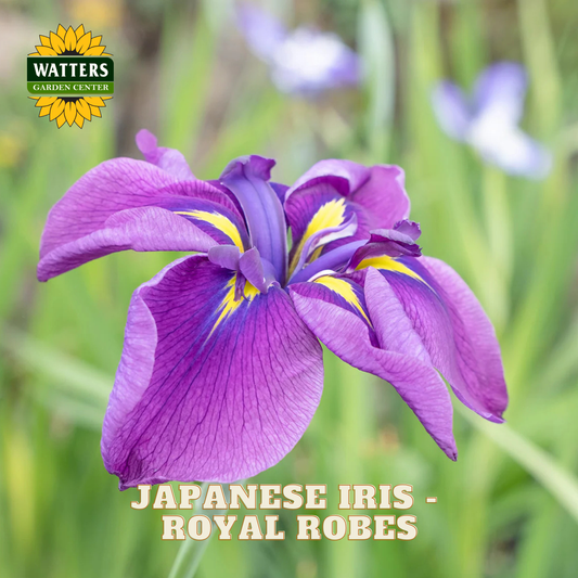 Japanese Iris - Royal Robes