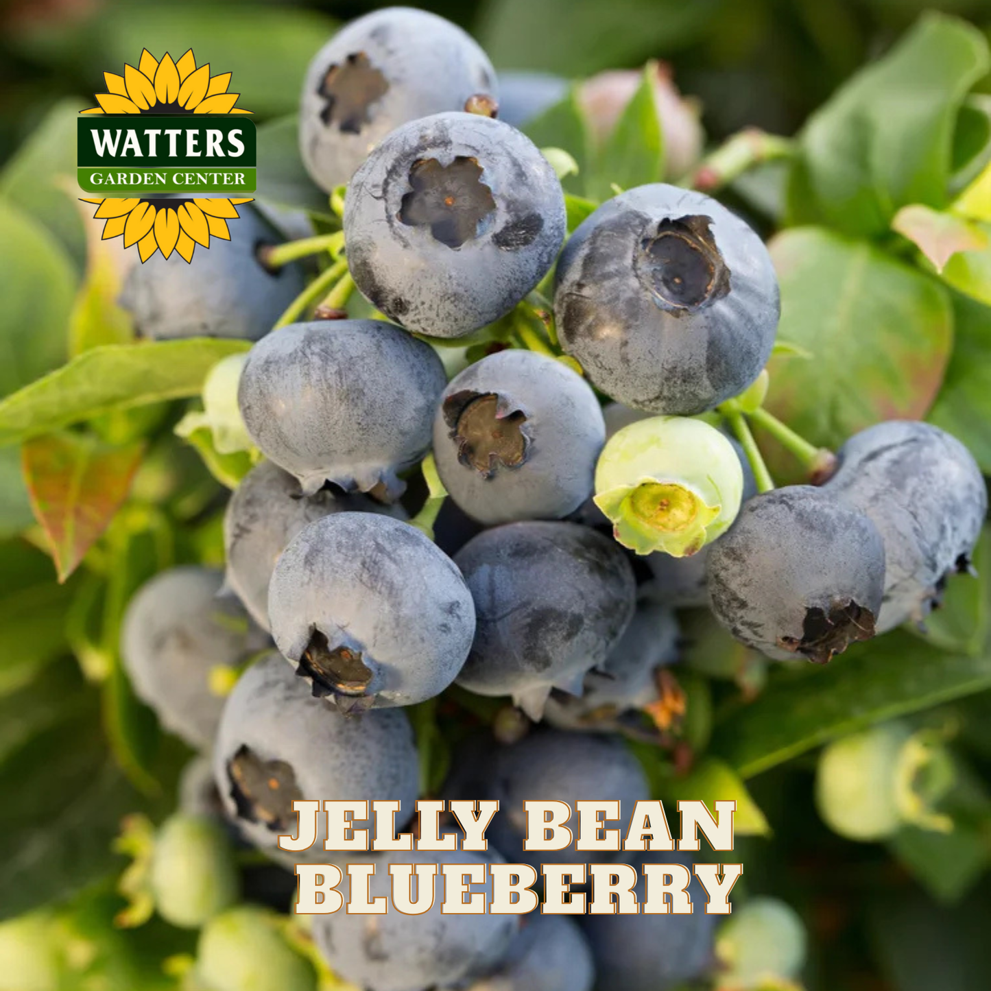 Jelly Bean Blueberry - 1 gal