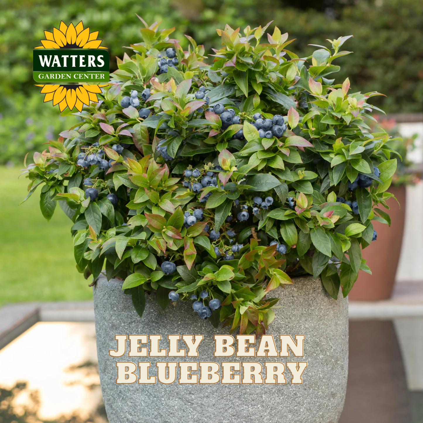 Jelly Bean Blueberry - 1 gal