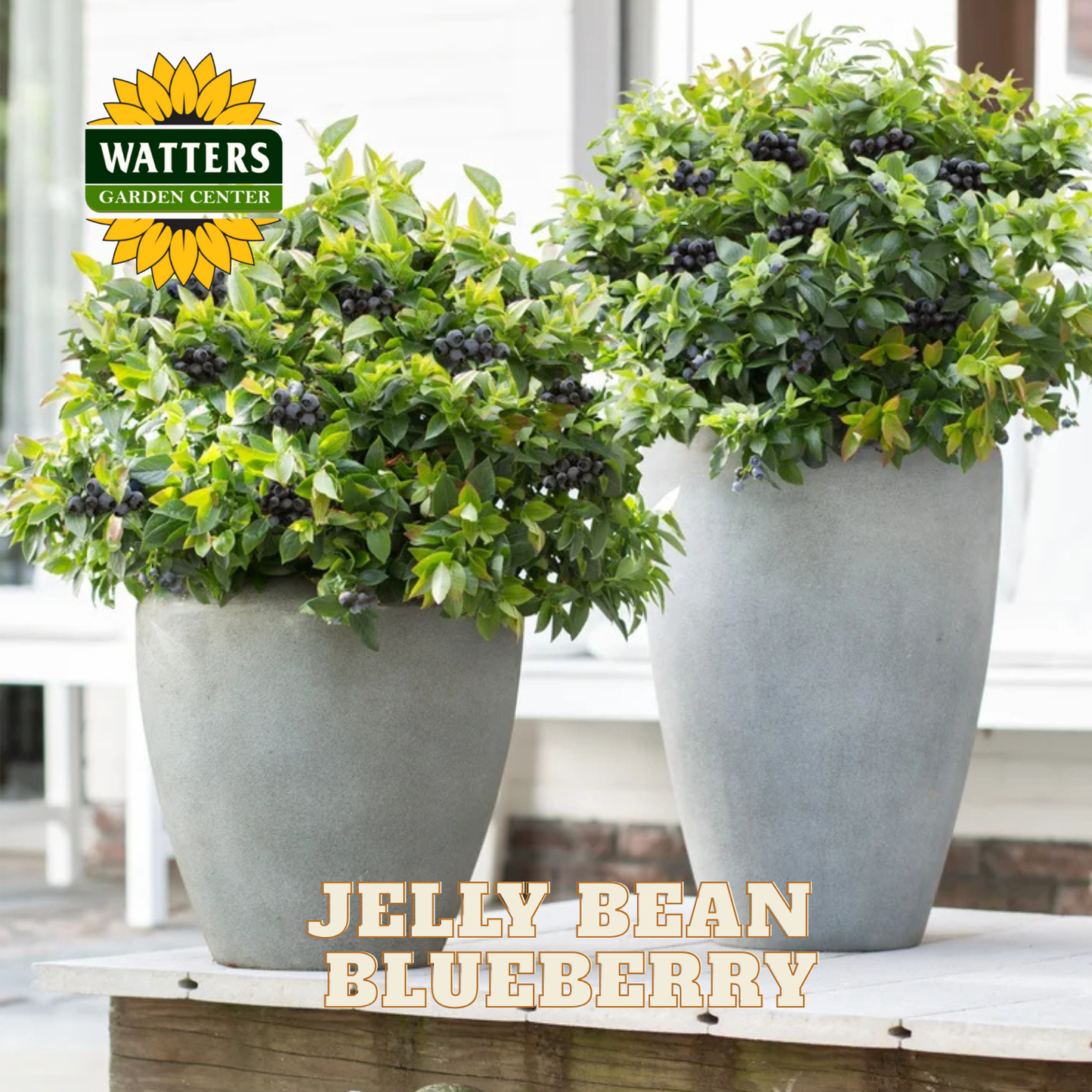 Jelly Bean Blueberry - 1 gal