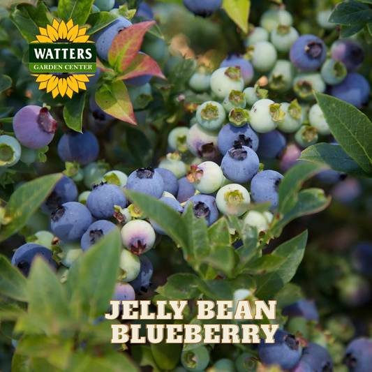 Jelly Bean Blueberry - 1 gal