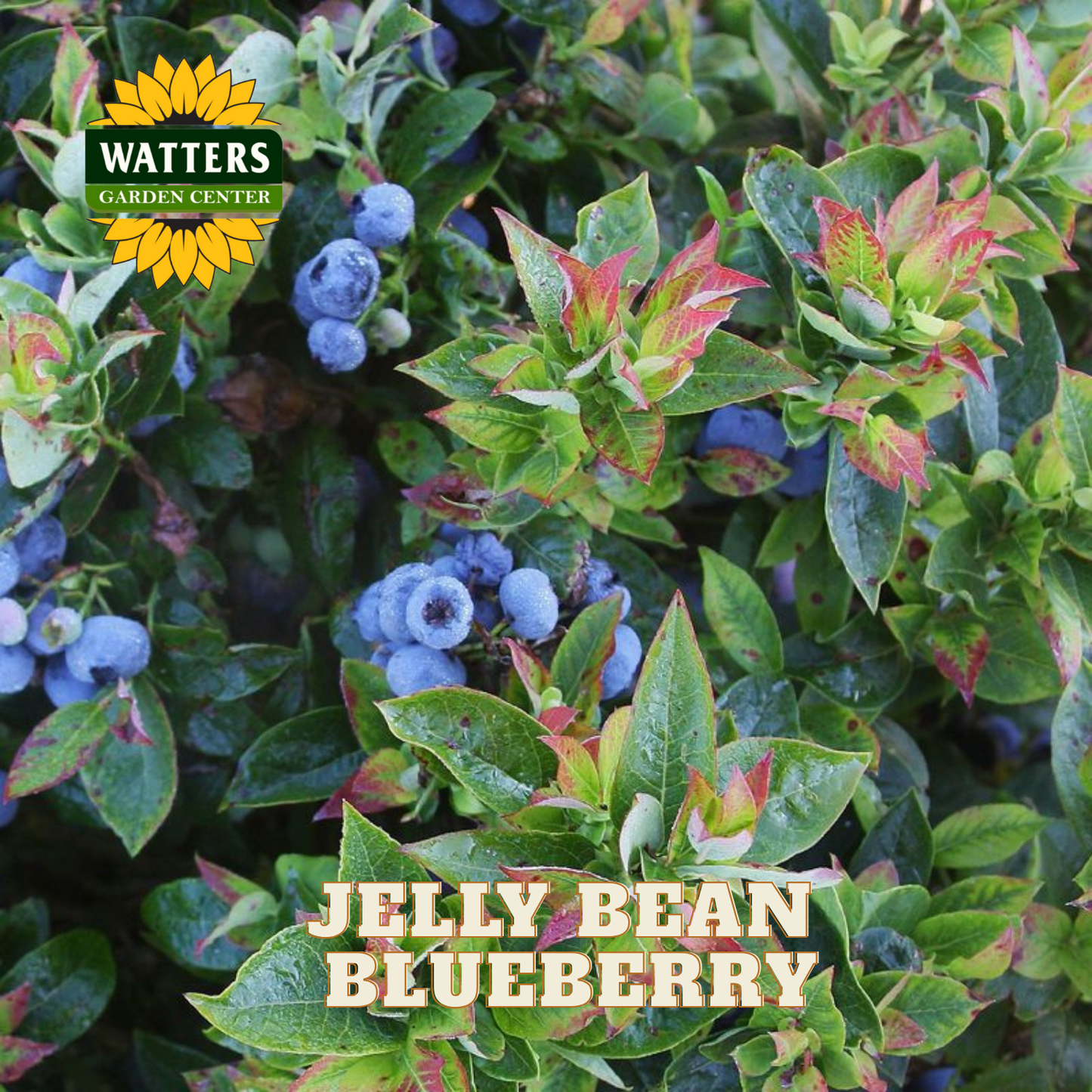 Jelly Bean Blueberry - 1 gal