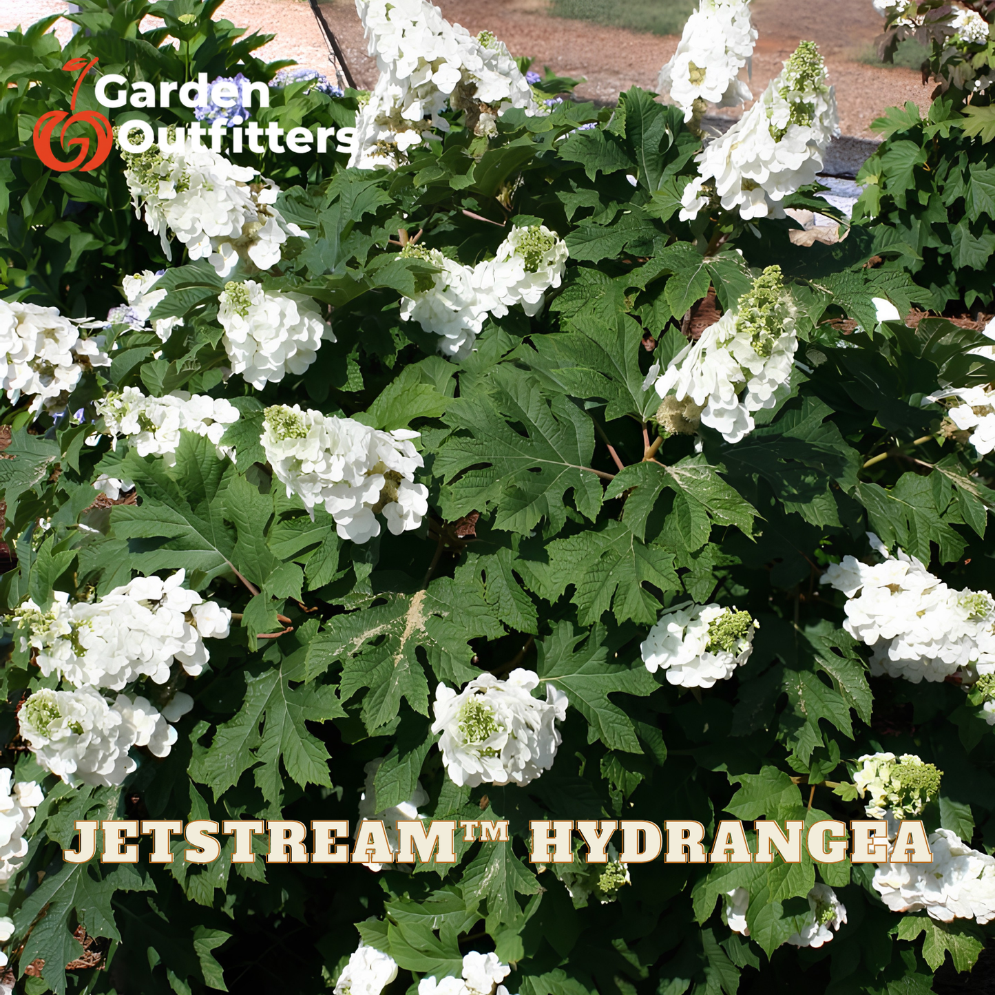 A close-up of a hydrangea bush with dense green leaves and clusters of white flowers. The image includes Garden Outfitters logo in the top-left corner and 'JETSTREAM HYDRANGEA' text at the bottom.