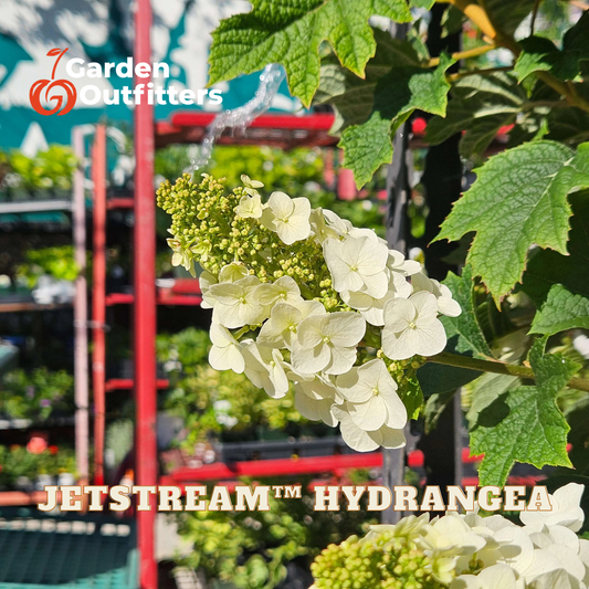 White Jetstream hydrangea flowers blooming on a plant with green leaves, photographed outdoors with a red greenhouse structure blurred in the background. The text 'Garden Outfitters' appears in the top left and 'JETSTREAM HYDRANGEA' appears at the bottom.