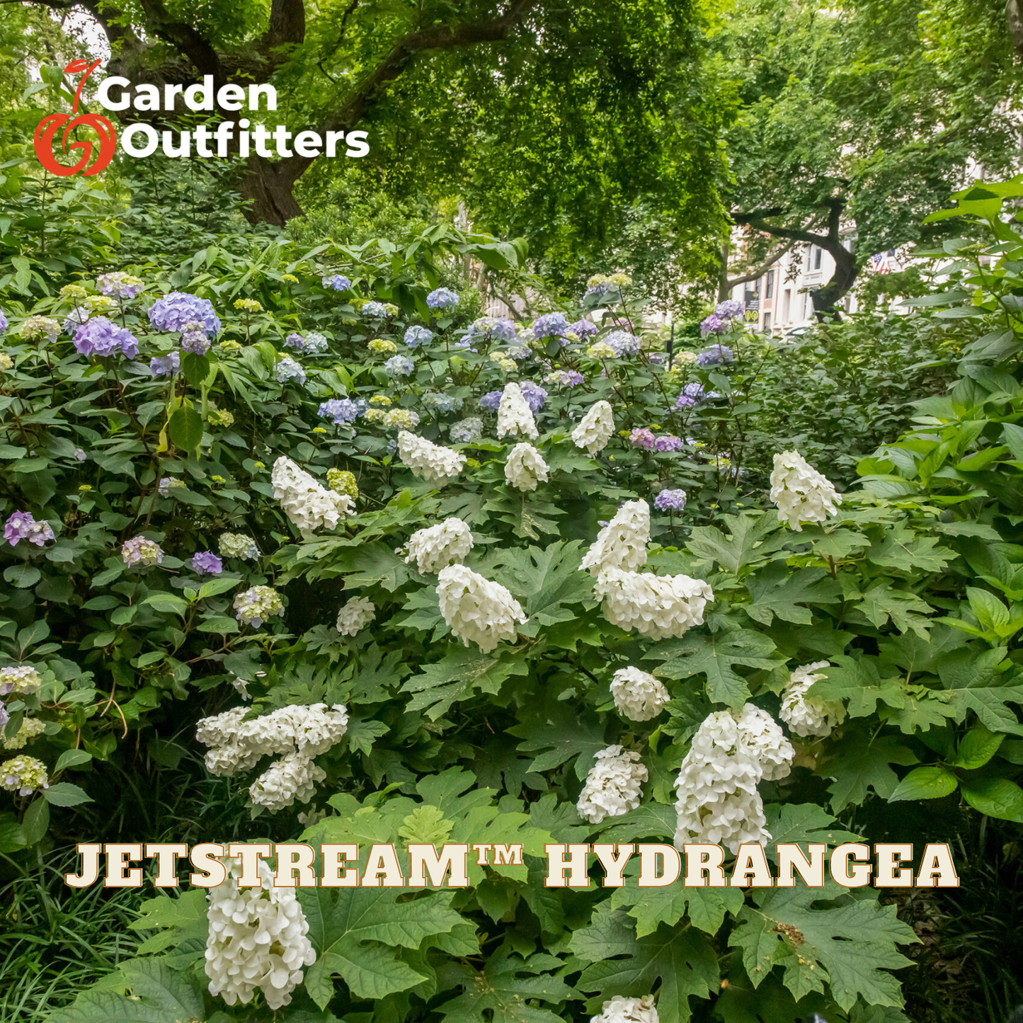 White Jetstream hydrangea blooms on green foliage in a garden setting, with 'Garden Outfitters' logo in the top-left and 'JETSTREAM HYDRANGEA' text at the bottom.