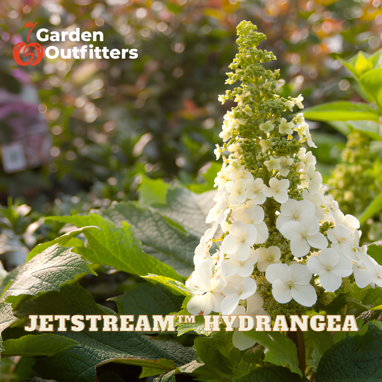 White Jetstream Hydrangea flower cluster growing among green leaves in a garden setting, with Garden Outfitters logo in the top left and JETSTREAM HYDRANGEA text at the bottom.