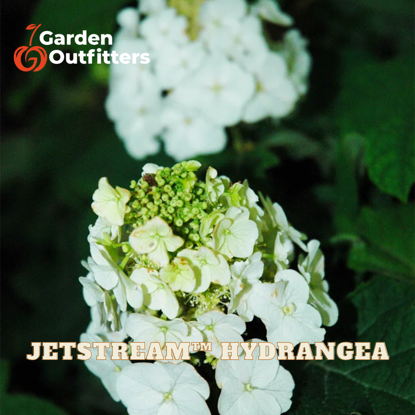 White hydrangea flower blooms with green buds and dark green foliage, shown with Garden Outfitters branding and the text 'JETSTREAM HYDRANGEA' on a dark garden background.