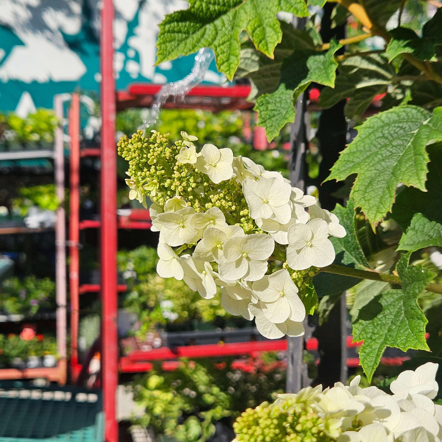 White hydrangea flower blooms with green buds and textured green leaves, photographed outdoors with a blurred garden center or greenhouse background.