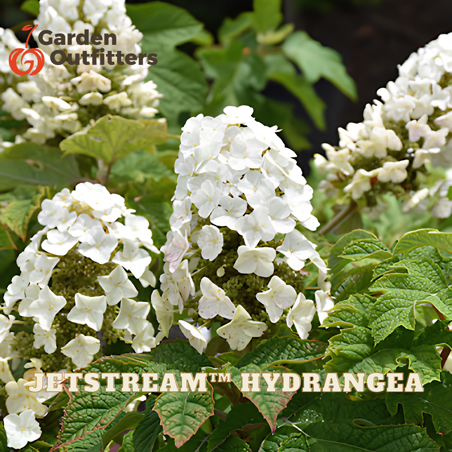 White hydrangea flower clusters with green leaves, shown in a close-up garden-style photo. The Garden Outfitters logo appears in the top left, and the text 'JETSTREAM HYDRANGEA' appears along the bottom.
