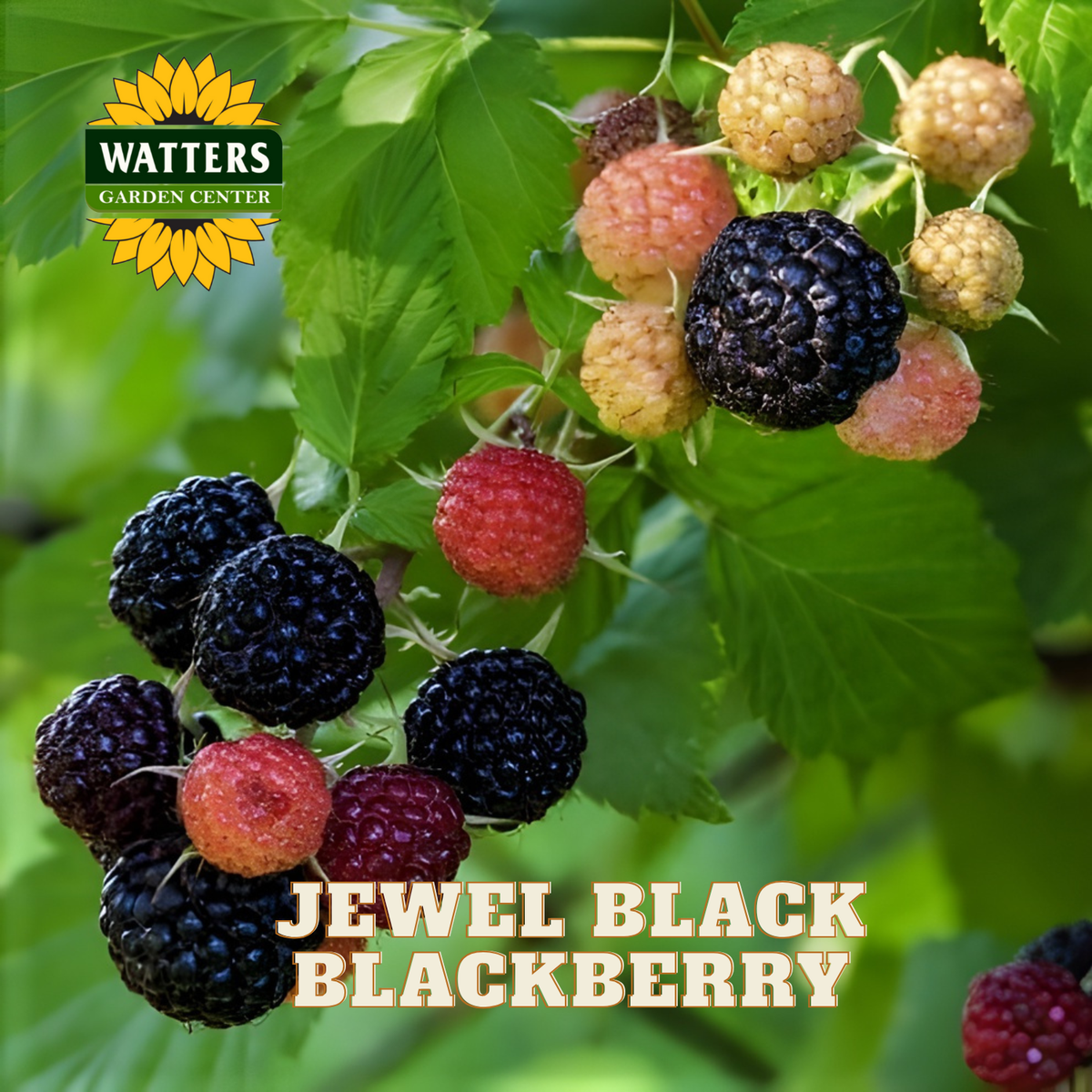 Monaco Black Raspberry Single Jewel Black Raspberry (Rubus jewel) - 1 gallon 12